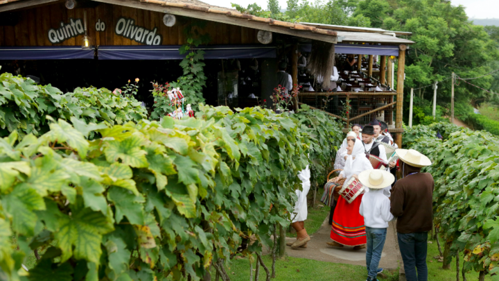Tradicional pisa da uva acontece em janeiro/22 na Quinta do Olivardo